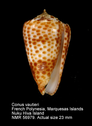 Conus vautieri.jpg - Conus vautieriKiener,1845